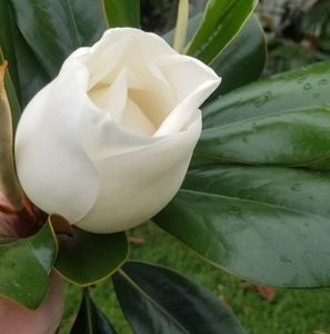 Meet your Posher, Lynette